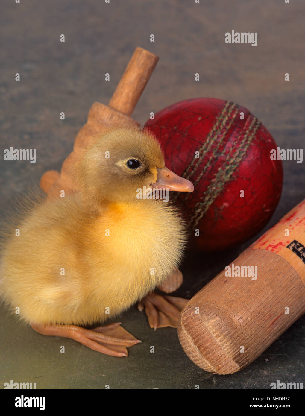 Out for a Duck in cricket with ducklings Stock Photo Alamy