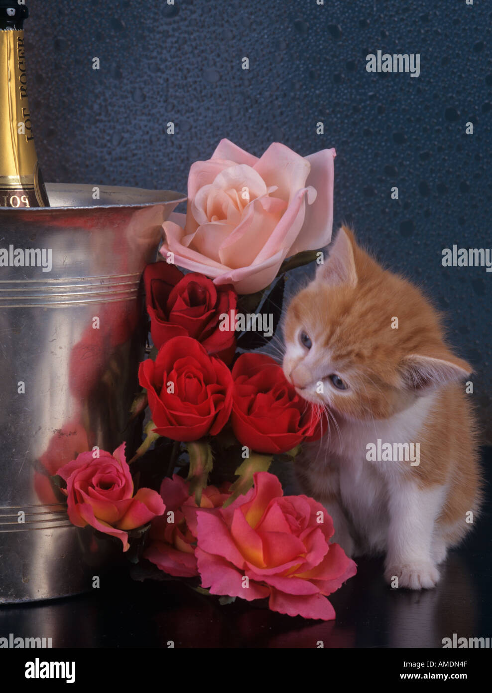 Ginger Kitten  enjoying a Celebration Stock Photo