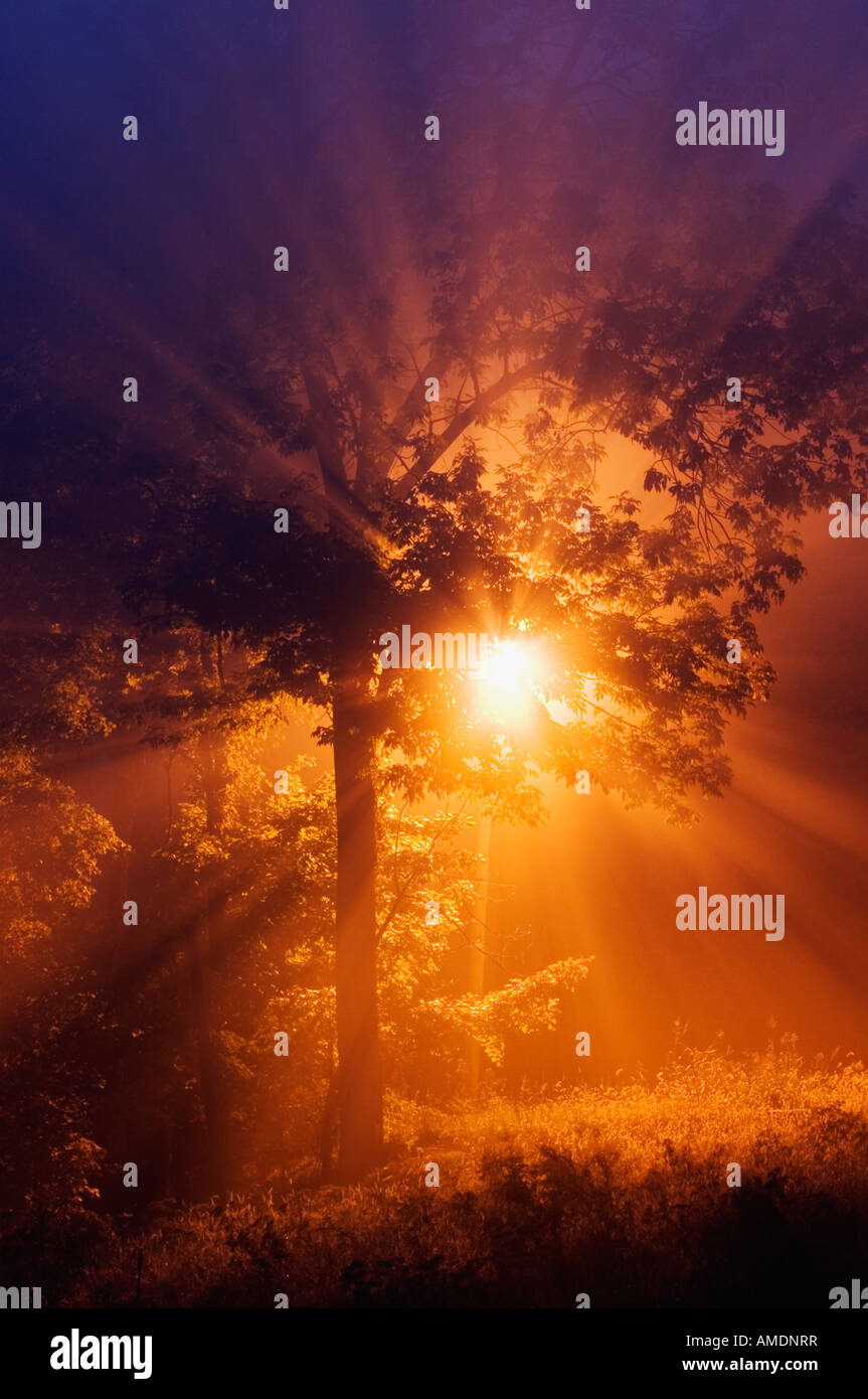 Early Morning Light Shooting Through Mist in Trees Otter Creek Park Kentucky Stock Photo Alamy