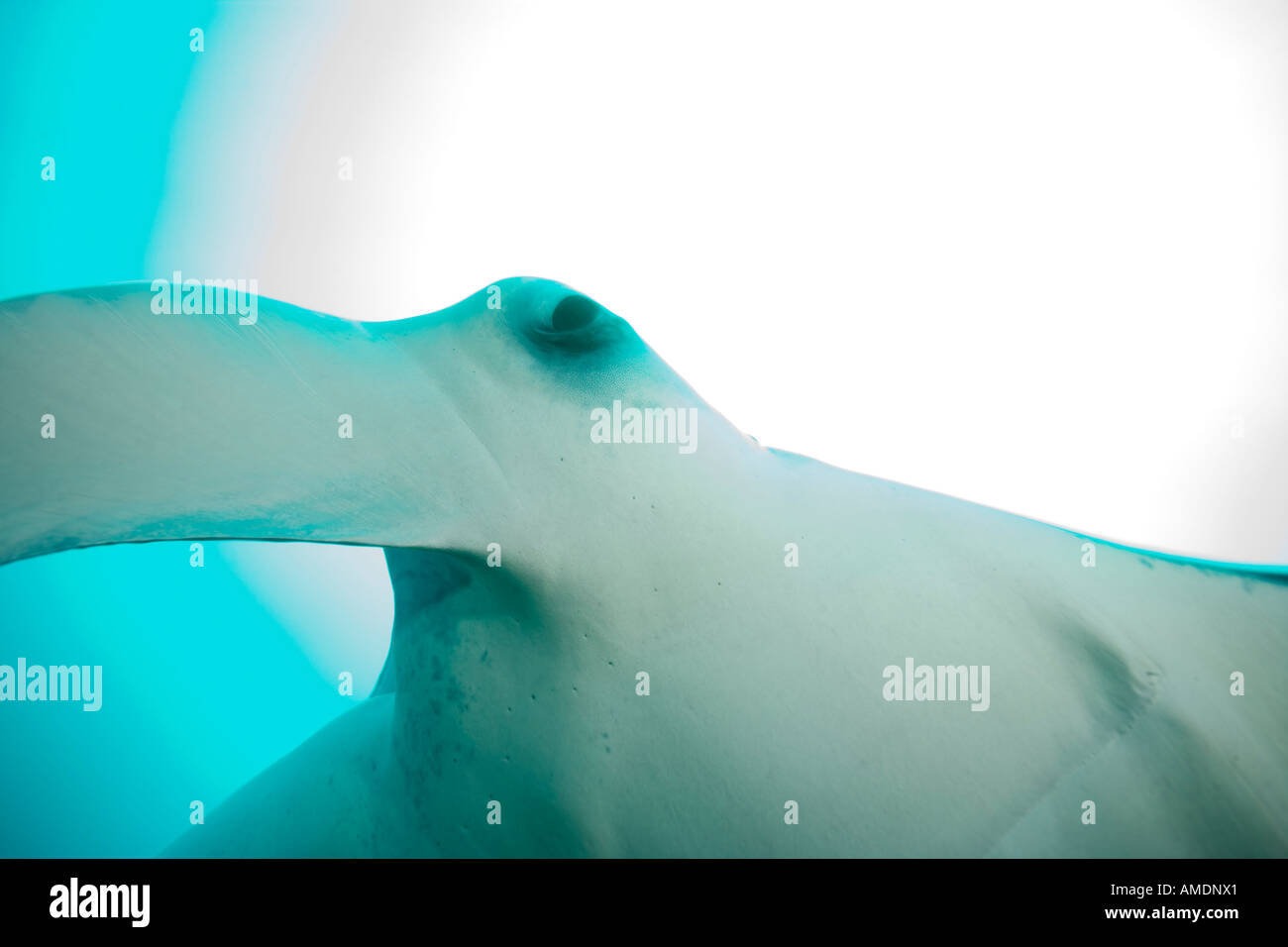 Manta ray in smoky green water of Miil Channel outgoing tide Yap ...