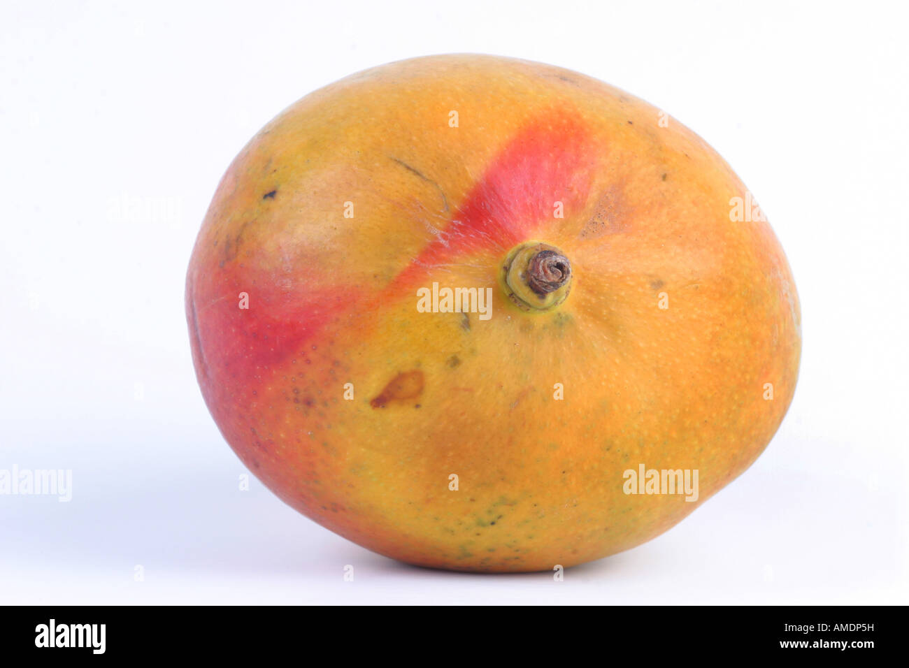 mango Mangifera indica distribution eastern India Stock Photo Alamy