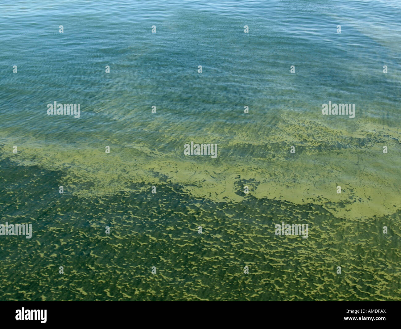 Cyanobacteria Cyanophyta blue green algae algal bloom Stock Photo