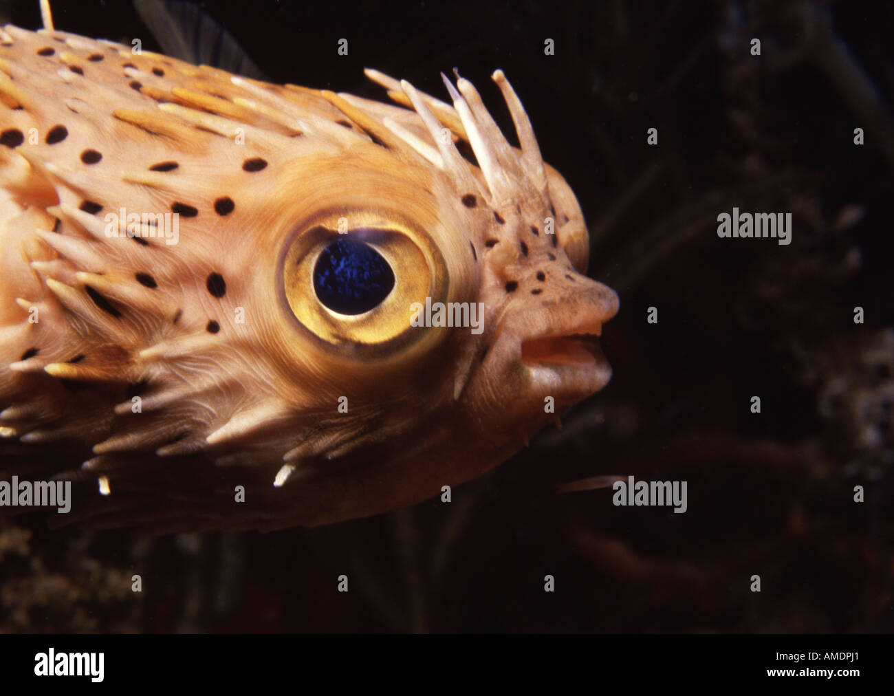 Balloonfish hi-res stock photography and images - Alamy