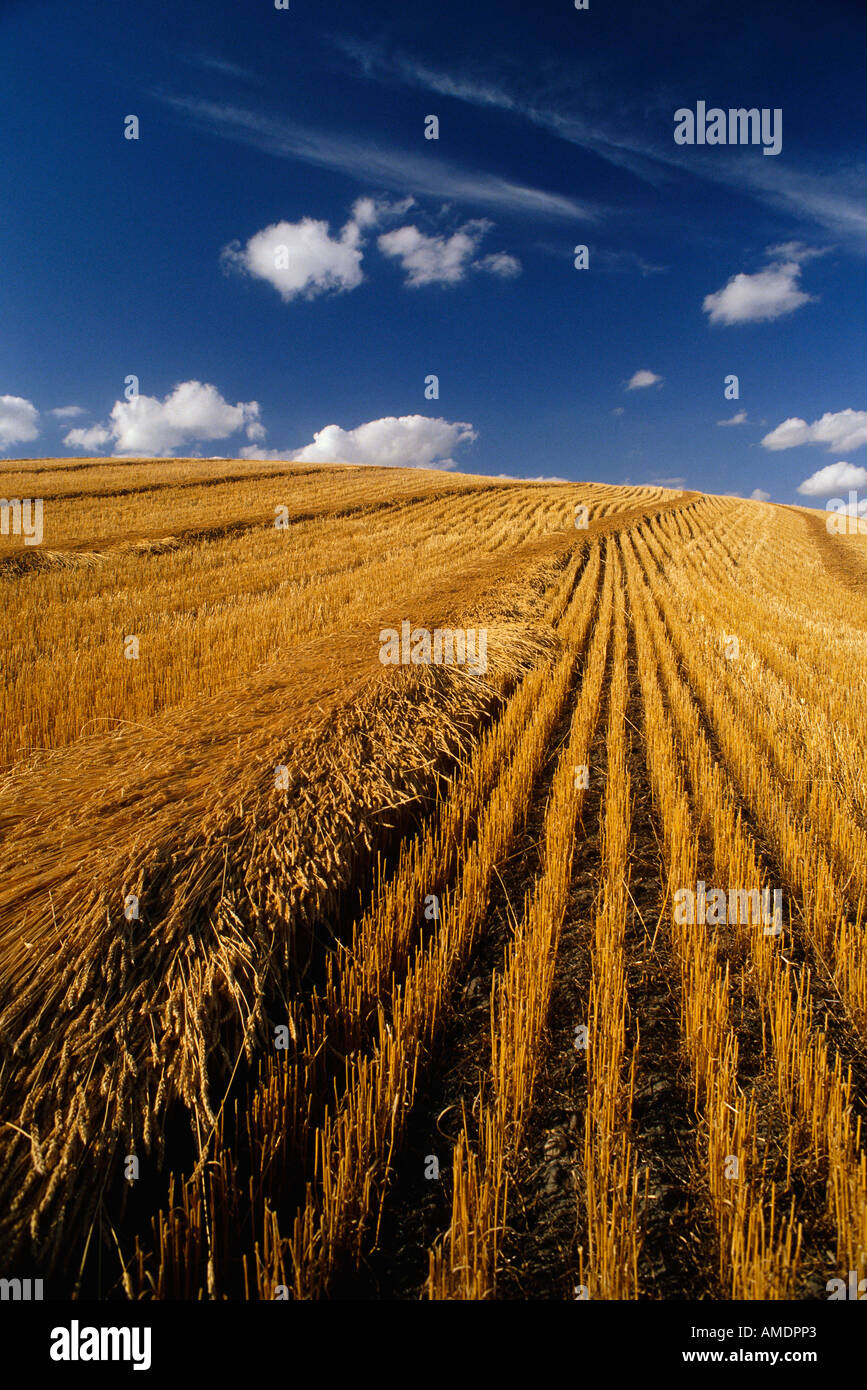 Field near Hussar Alberta, Canada Stock Photo Alamy