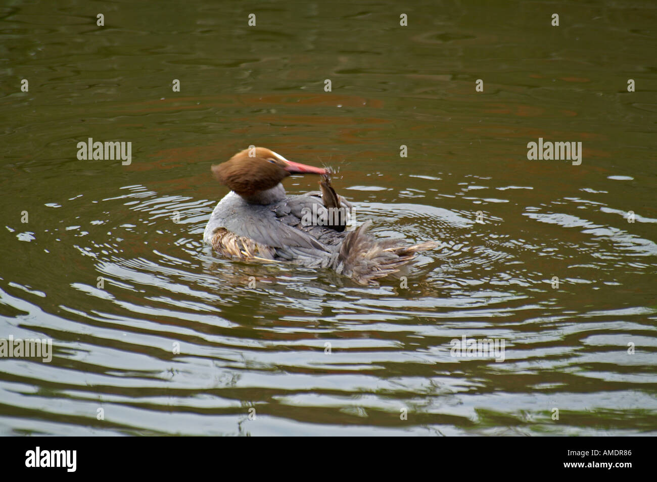 Water bird have a bath Stock Photo