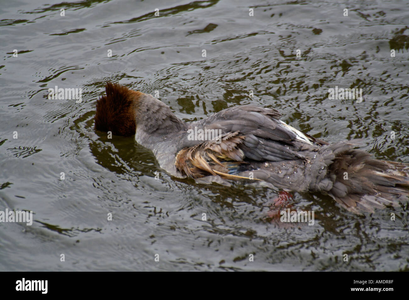 Water bird have a bath Stock Photo