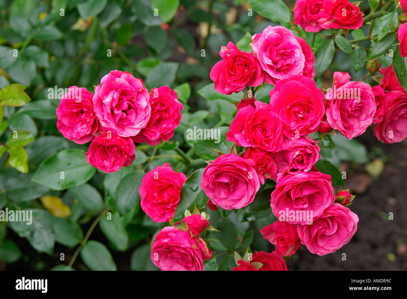 Rote rosen red roses hi-res stock photography and images - Alamy