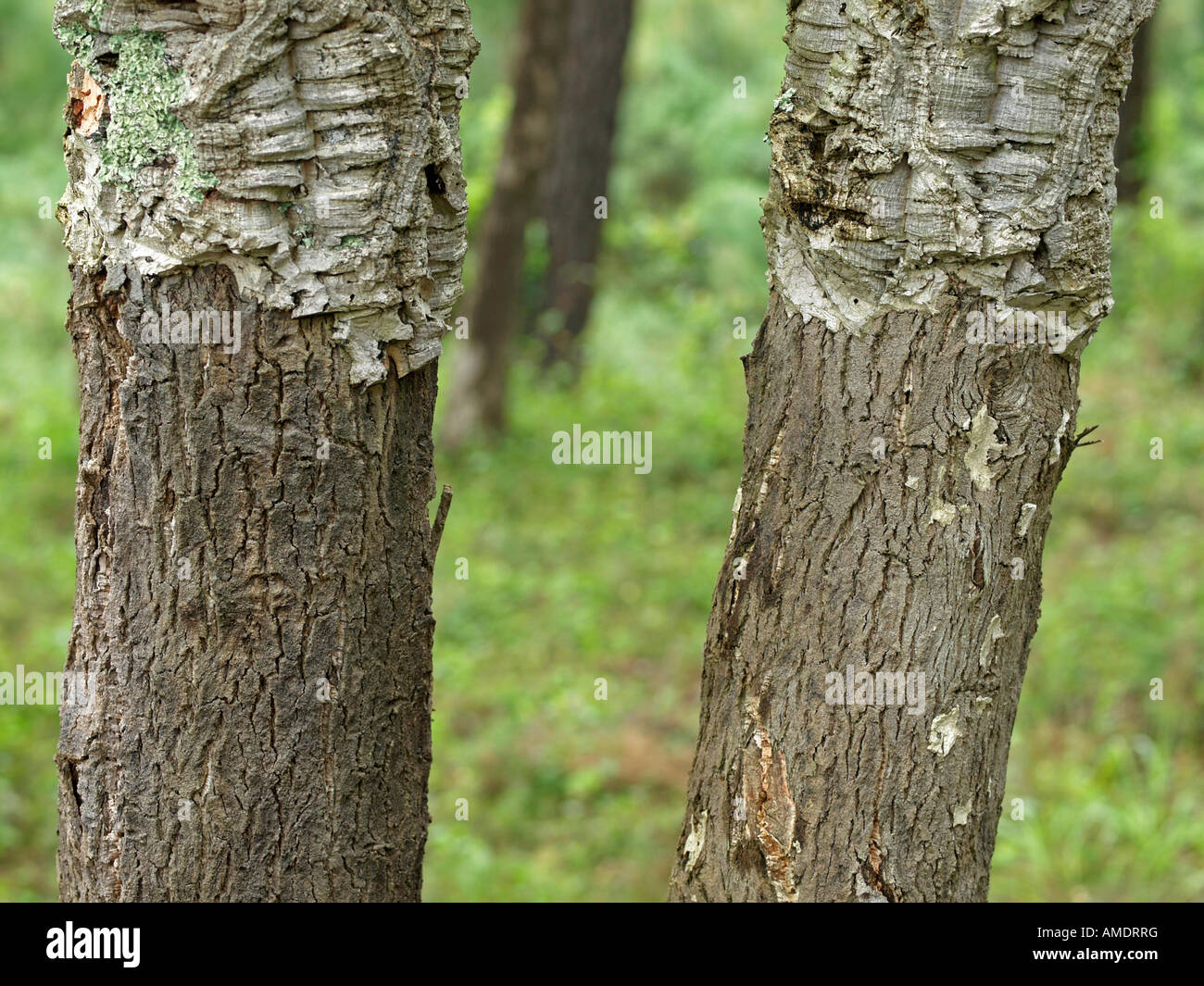 winning cork from bark of cork oak Quercus suber cork oak in forest in France Stock Photo Alamy