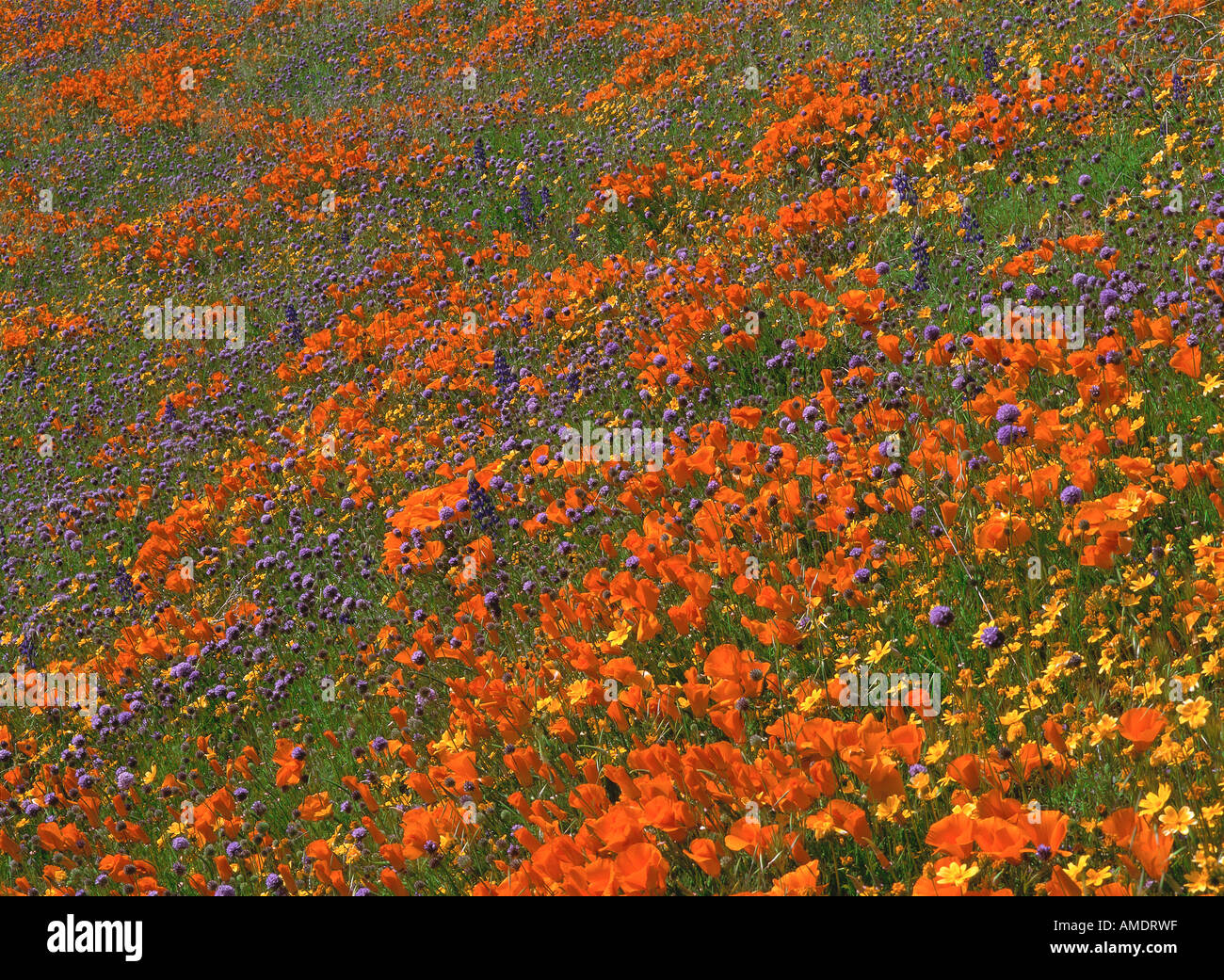 Wildflowers Antelope Valley California, USA Stock Photo Alamy