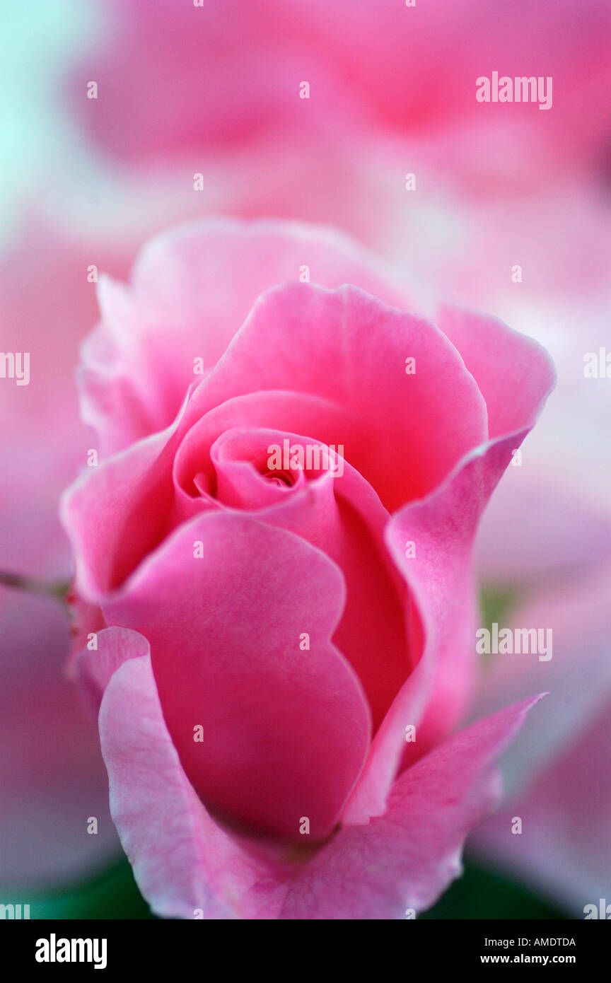 Purple roses hi-res stock photography and images - Alamy