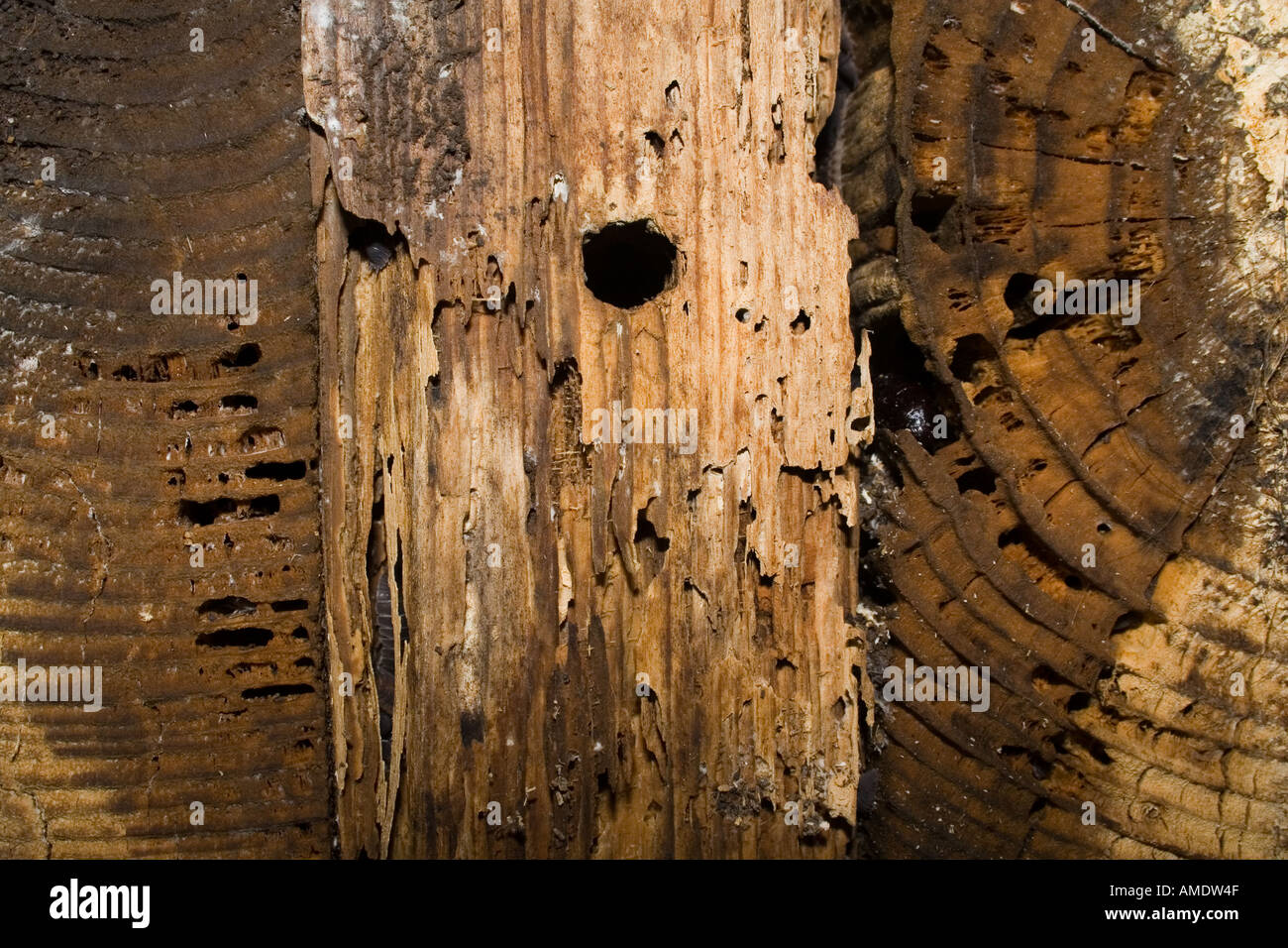 Joint in rotten wood on a veranda with wet rot fungal growth and insect