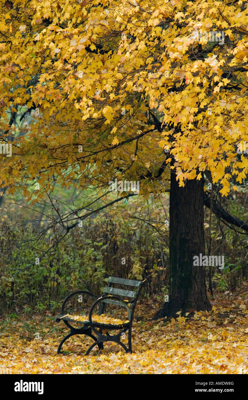 Solitary Park Bench Under Autumn Maple Tree Cherokee Park Louisville Kentucky Stock Photo