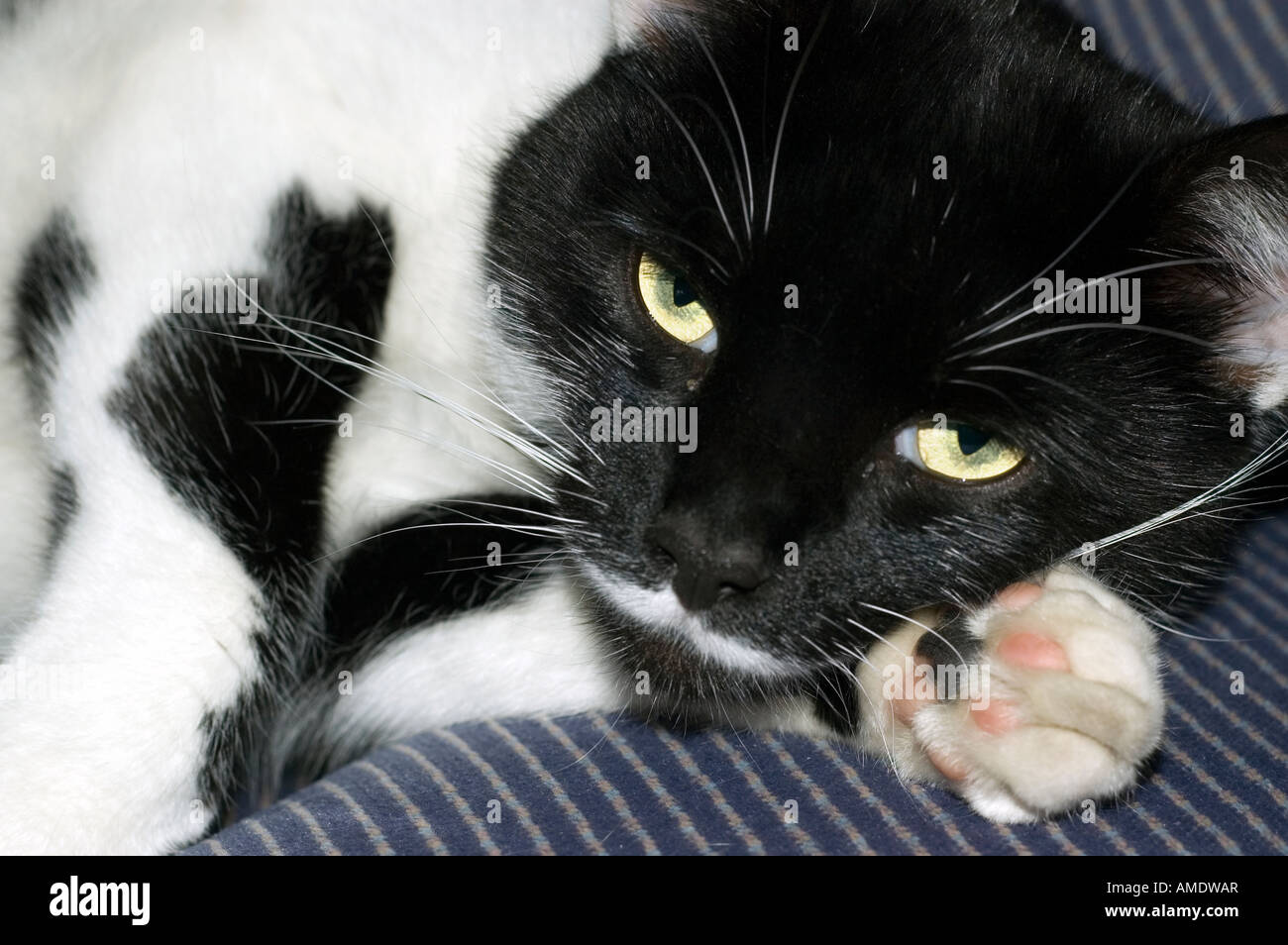 Cat lying on a sofa Stock Photo - Alamy