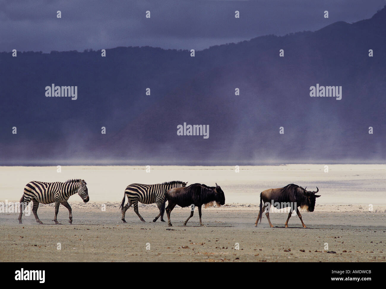 Wildebeest and Common Zebra trek across the dry bed of Lake Magadi Ngorongoro Crater Tanzania East Africa Stock Photo