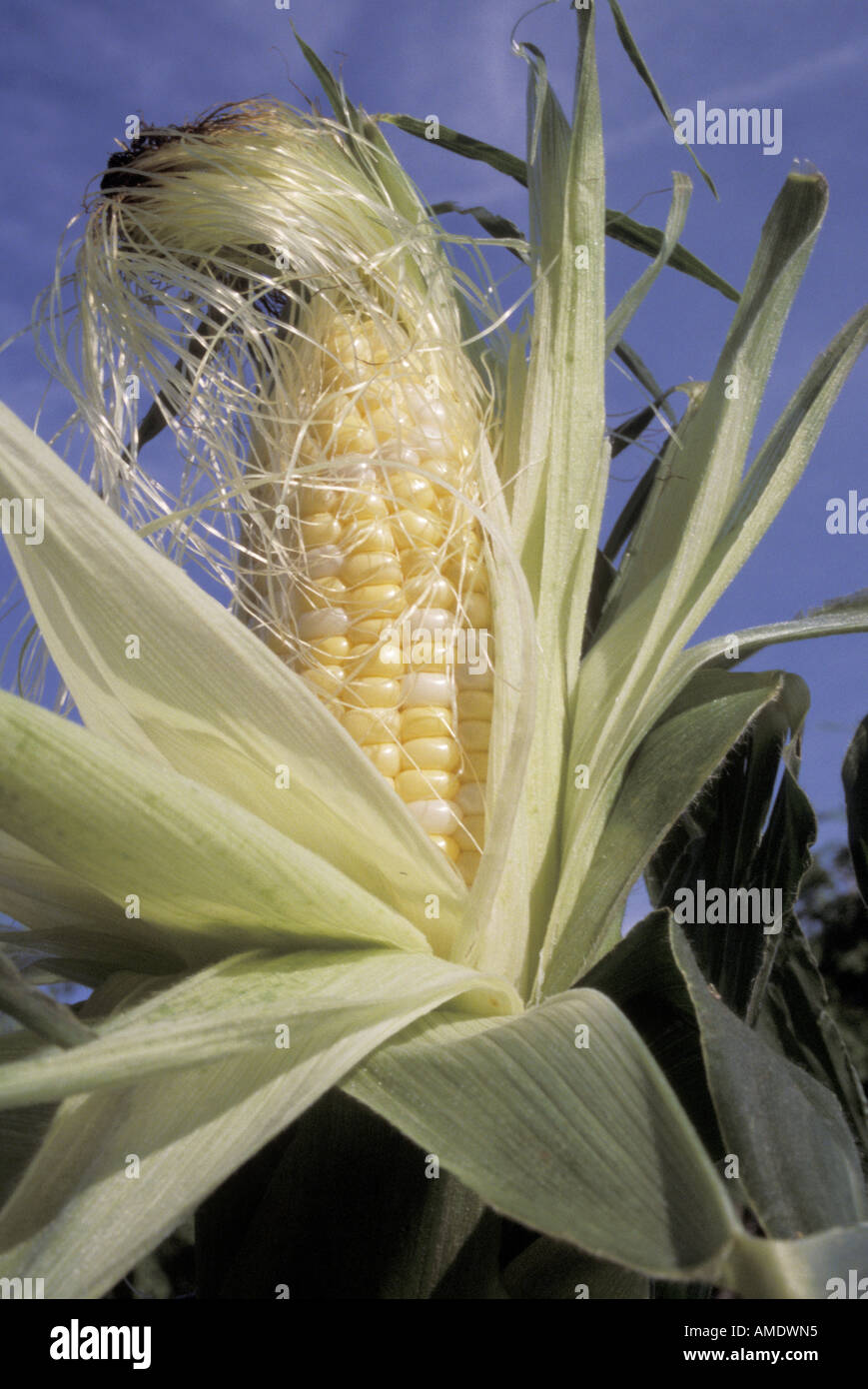 Peaches and Cream Cob of Corn with Niblets exposed in Sunlight Stock