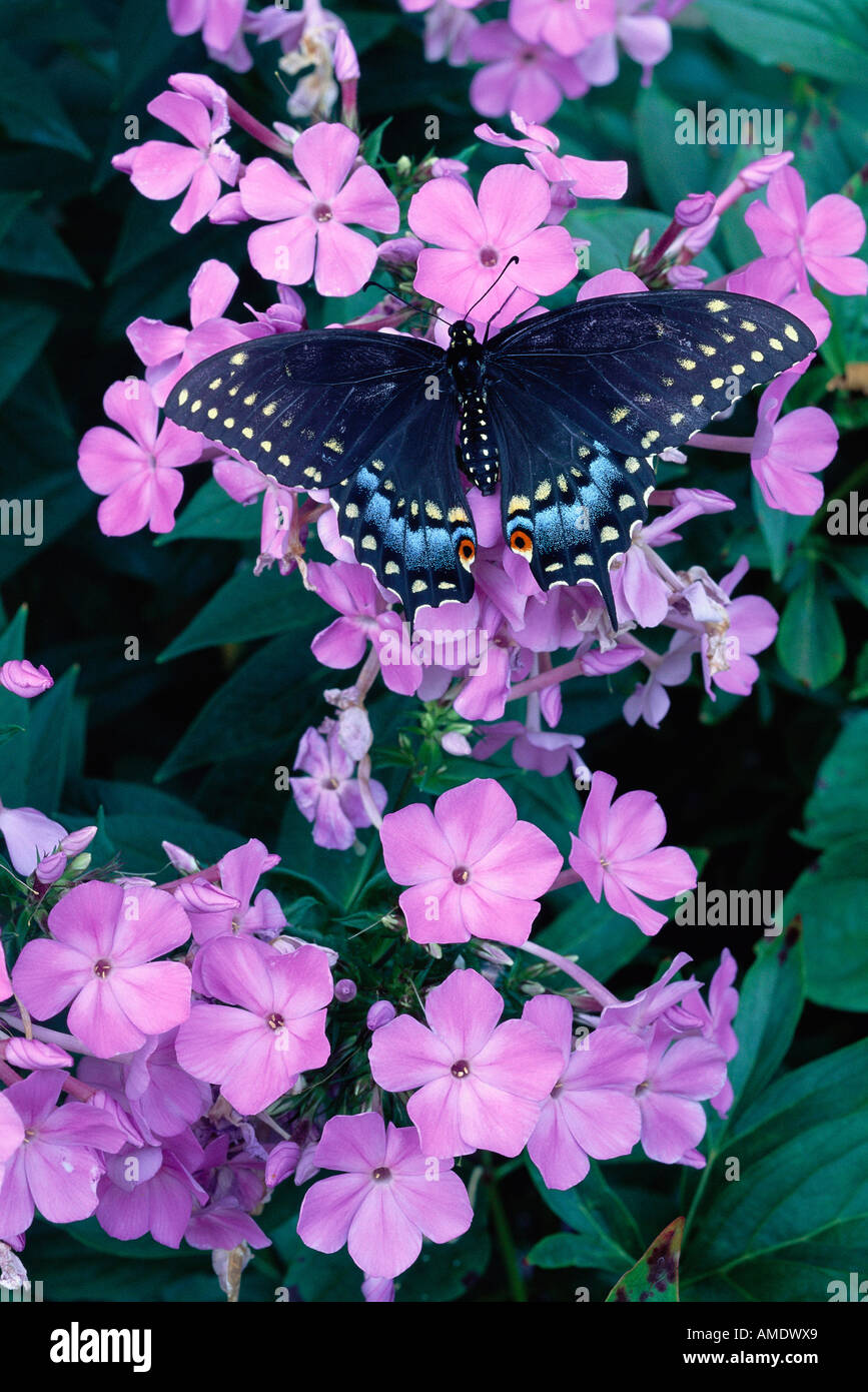 Eastern Black Swallowtail Butterfly and Phlox Flowers Toronto, Ontario