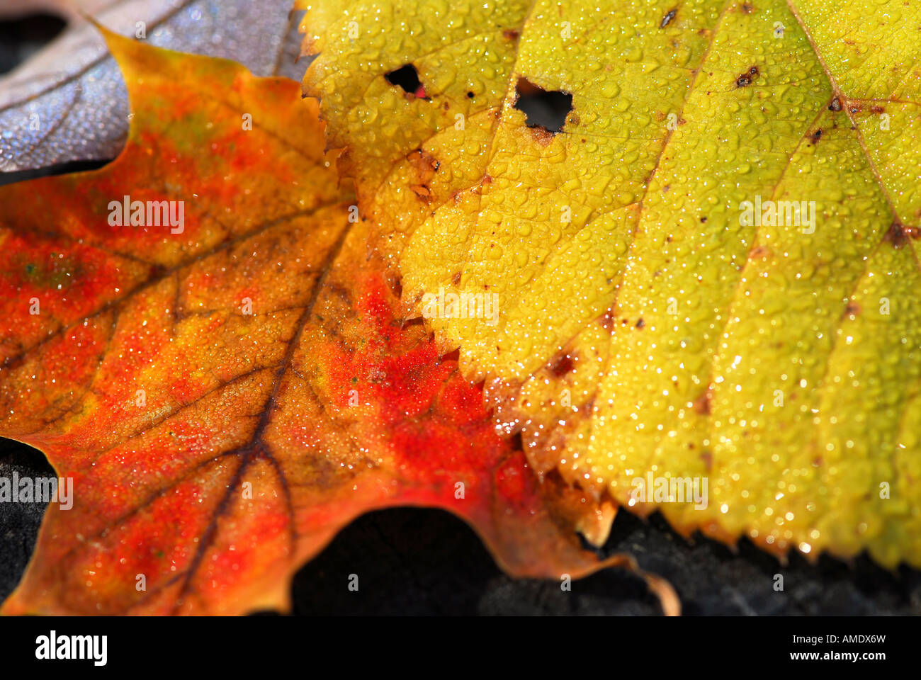 Yellow red wet leaves hi-res stock photography and images - Alamy