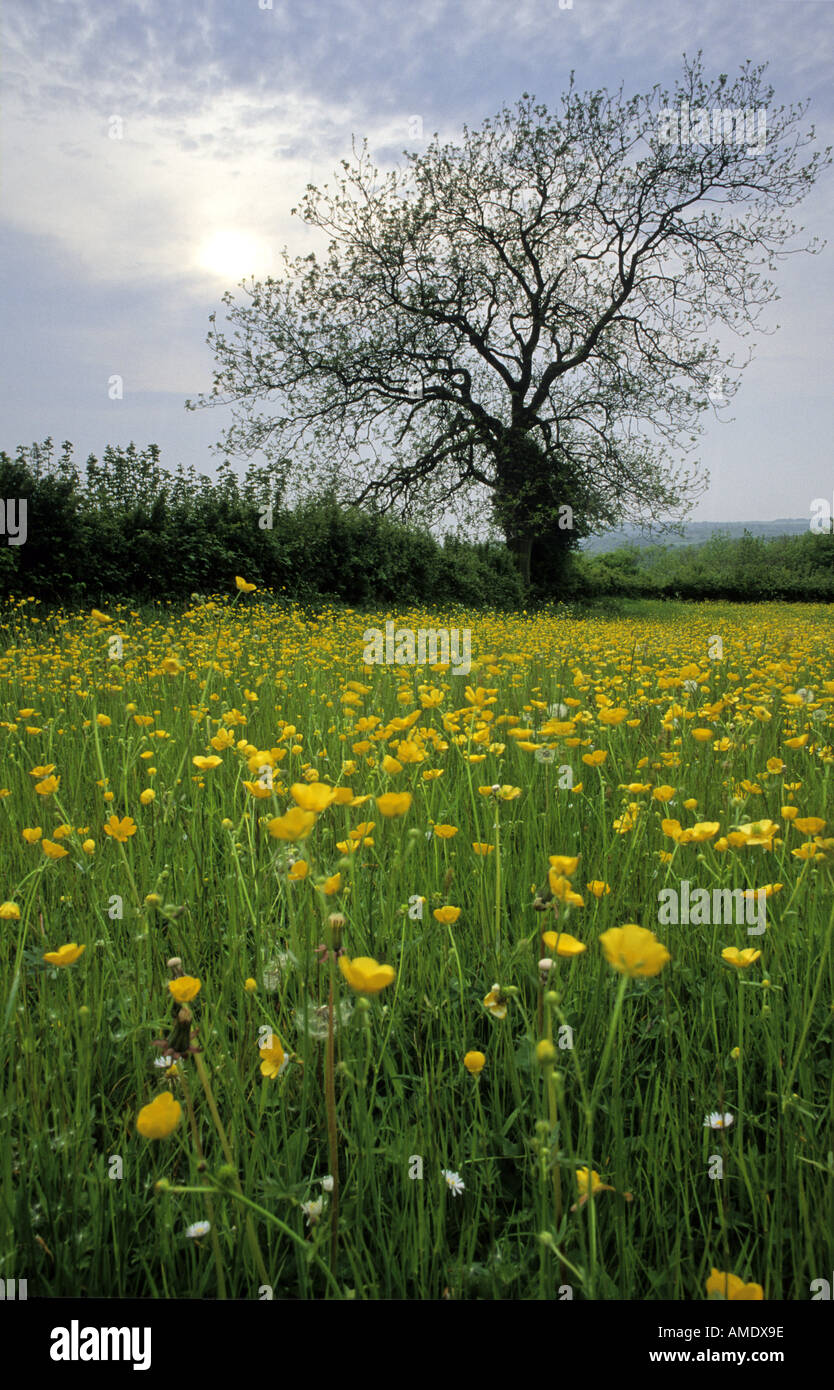 Wildflower meadow The Cotswolds England Stock Photo Alamy