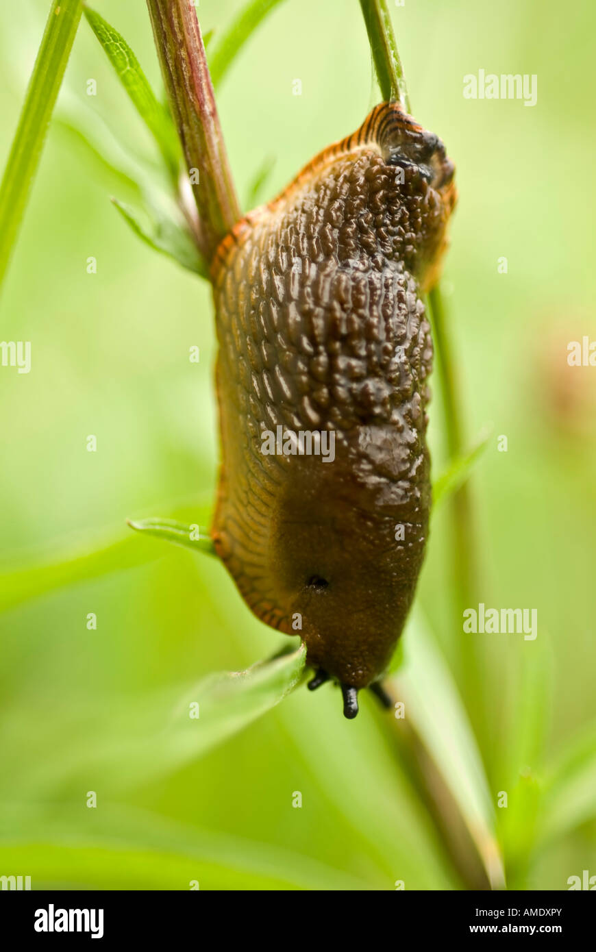 Grey field slug [Deroceras reticulatum] hanging mucous strand stalk Stock Photo