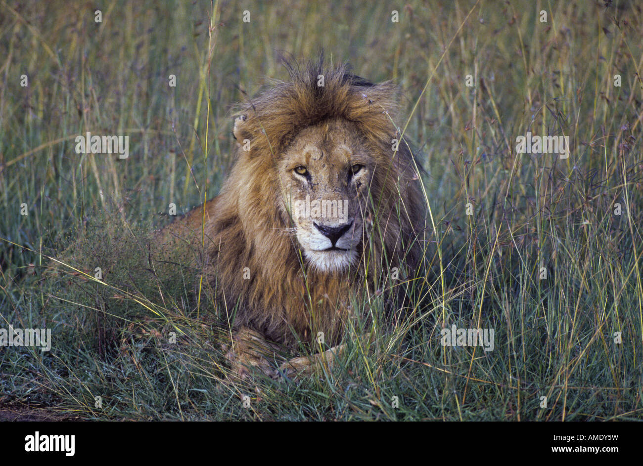 Male lion on plains of masai mara hi-res stock photography and images ...