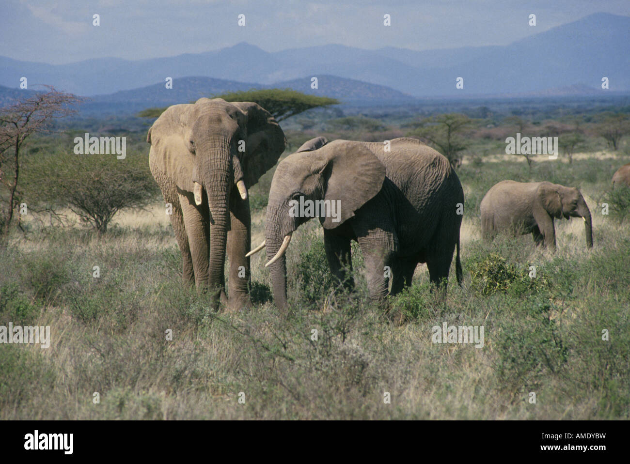 AFRICA EAST AFRICA KENYA A herd of elephants feed in the acacia grasslands of Samburu National Wildlife Refuge in Kenya Stock Photo