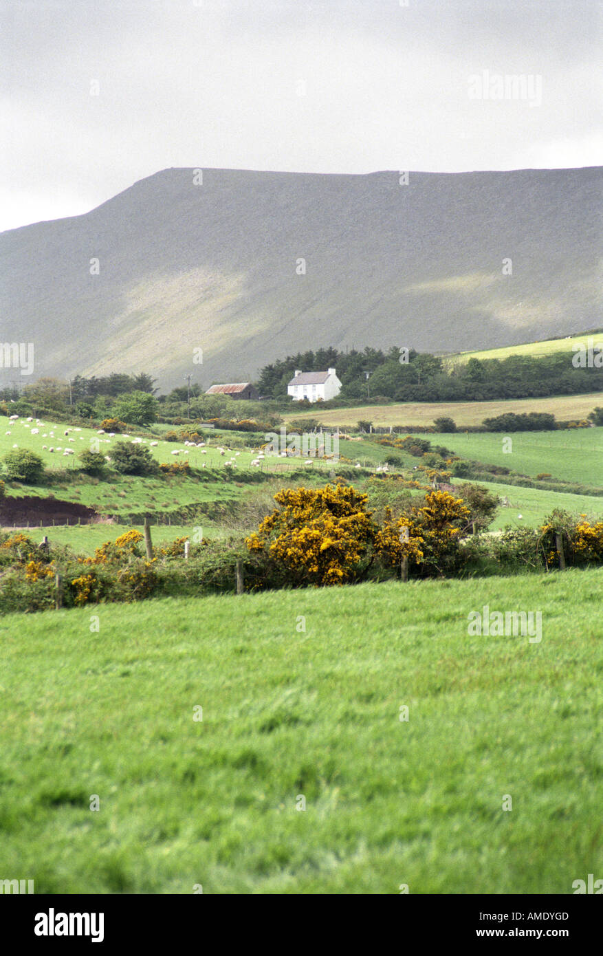 Farm near Dingle, Dingle Peninsula, Ireland Stock Photo - Alamy