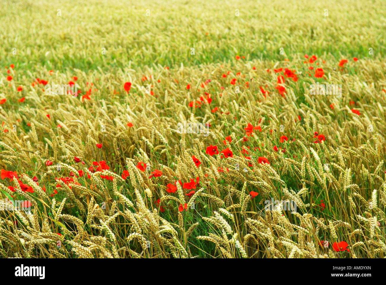 Red poppy flowers growing in green rye grain field Stock Photo - Alamy