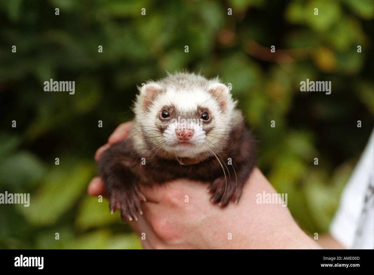 Friendly ferret hires stock photography and images Alamy