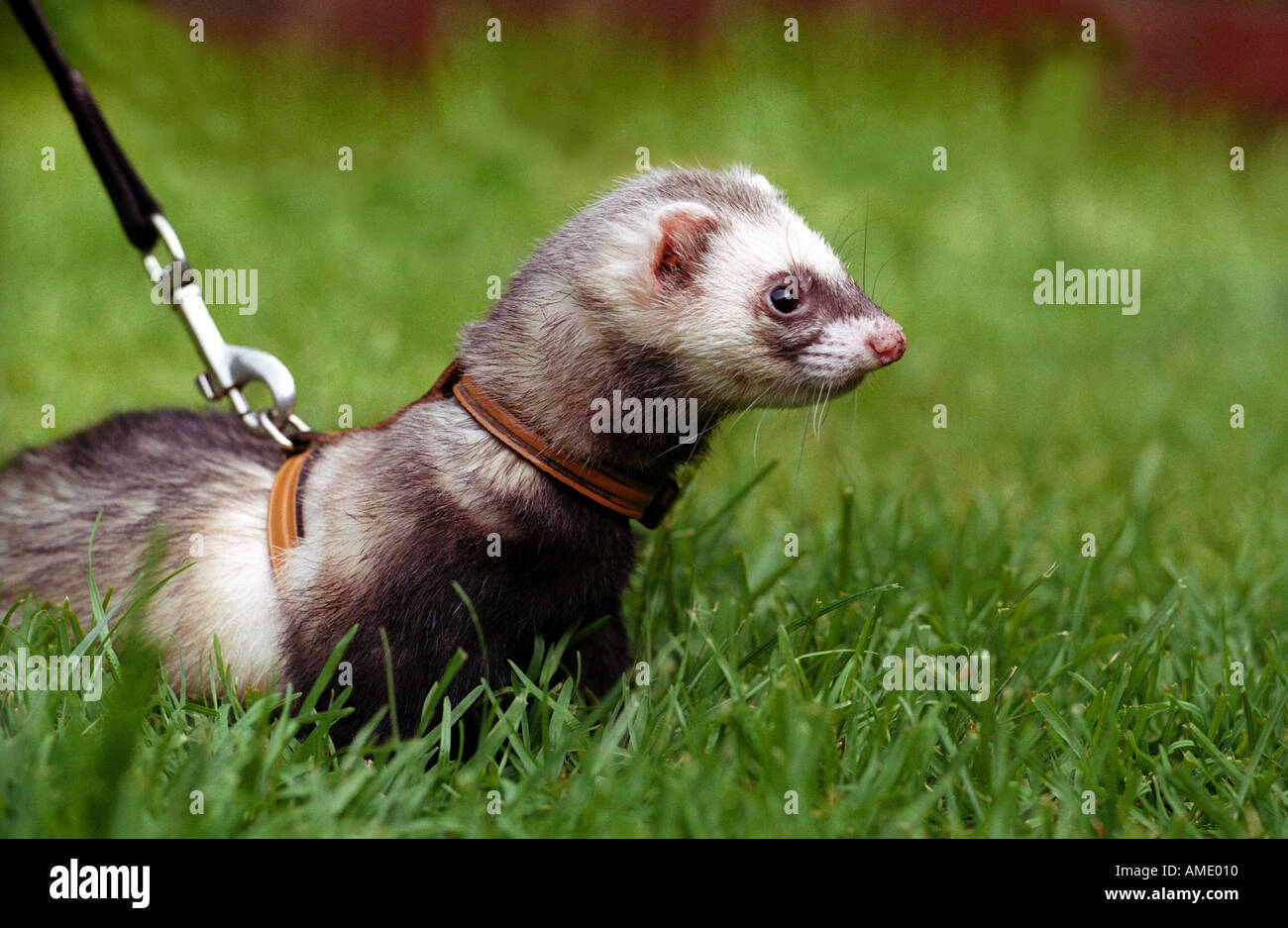 Ferret on a lead in grass Stock Photo