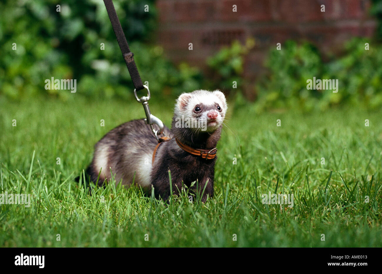 Ferret on a lead having a walk Stock Photo