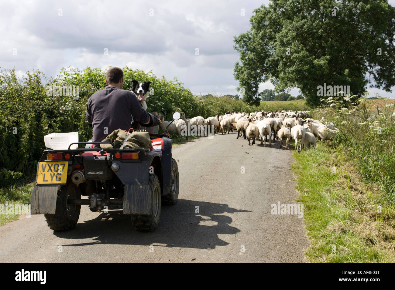 Farmer on quad bike with sheep dog driving sheep country lane Cotswolds UK Stock Photo Alamy
