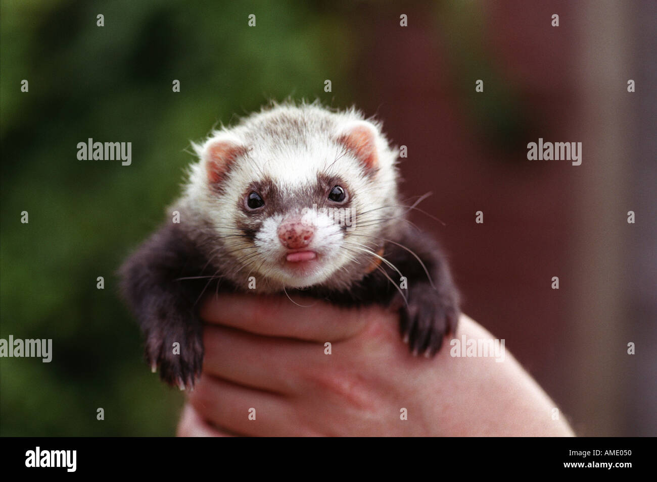 Ferret hotsell it out