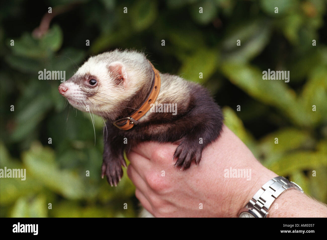 Friendly ferret hi-res stock photography and images - Alamy