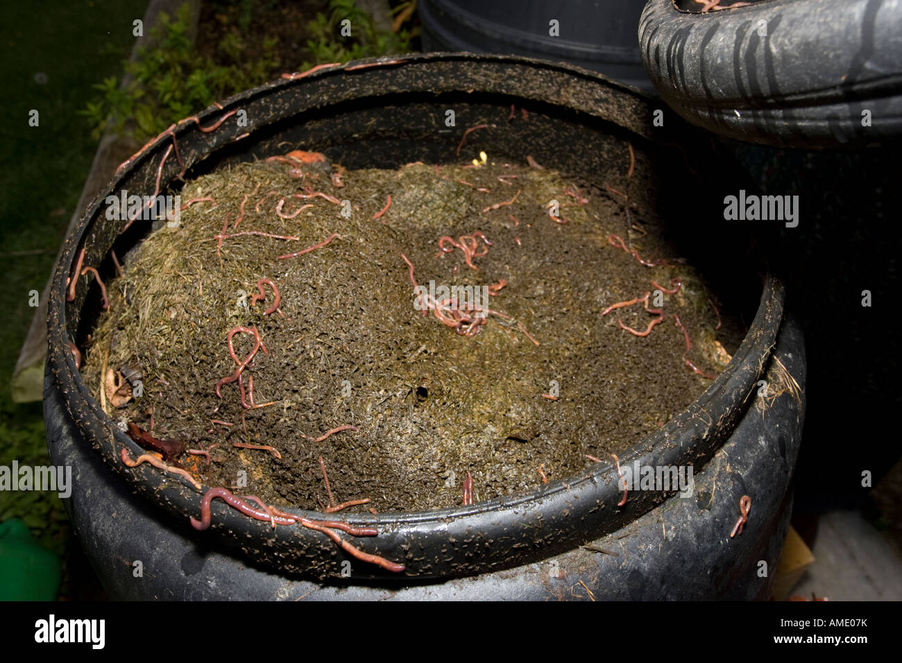 Black compost bin with active worm population Cotswolds UK Stock Photo