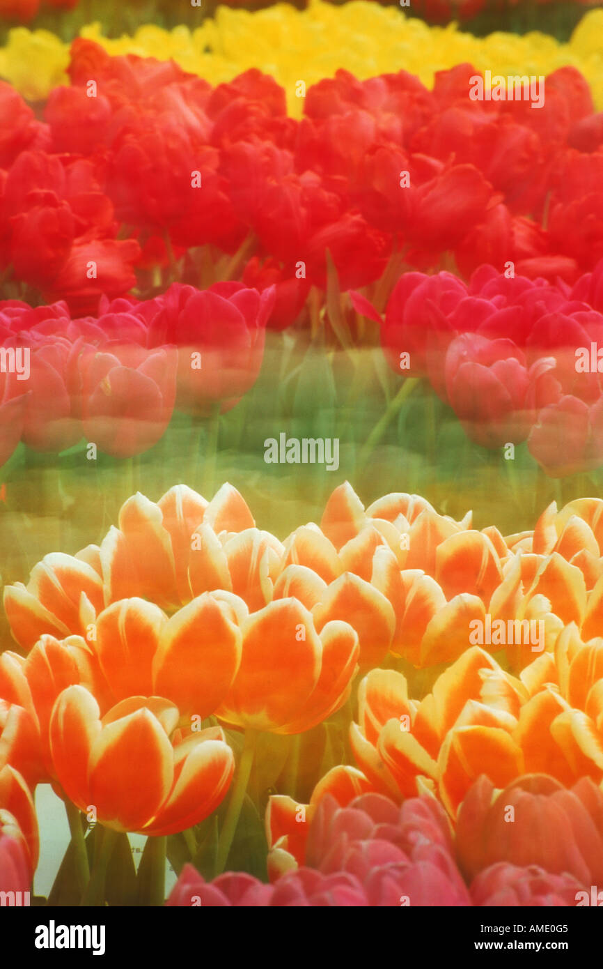 Rows of Tulips of various colors blowing in the wind in Holland Stock Photo
