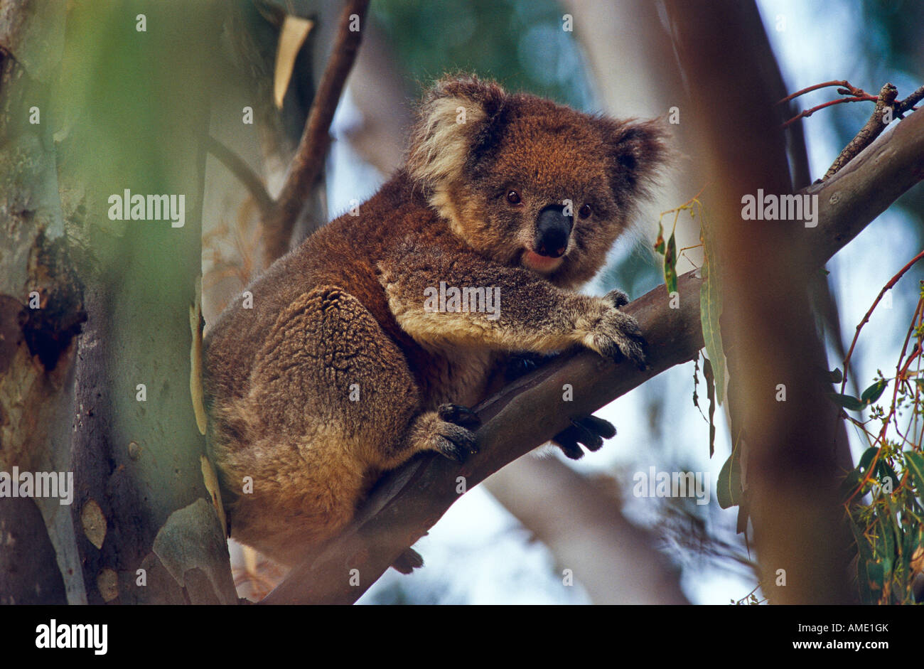 Koala tree hi-res stock photography and images - Alamy