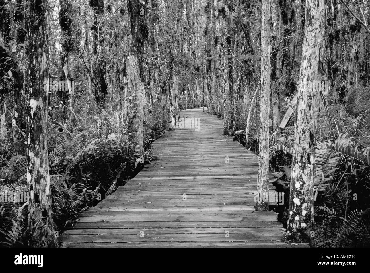 Boardwalk Through Everglades Florida, USA Stock Photo