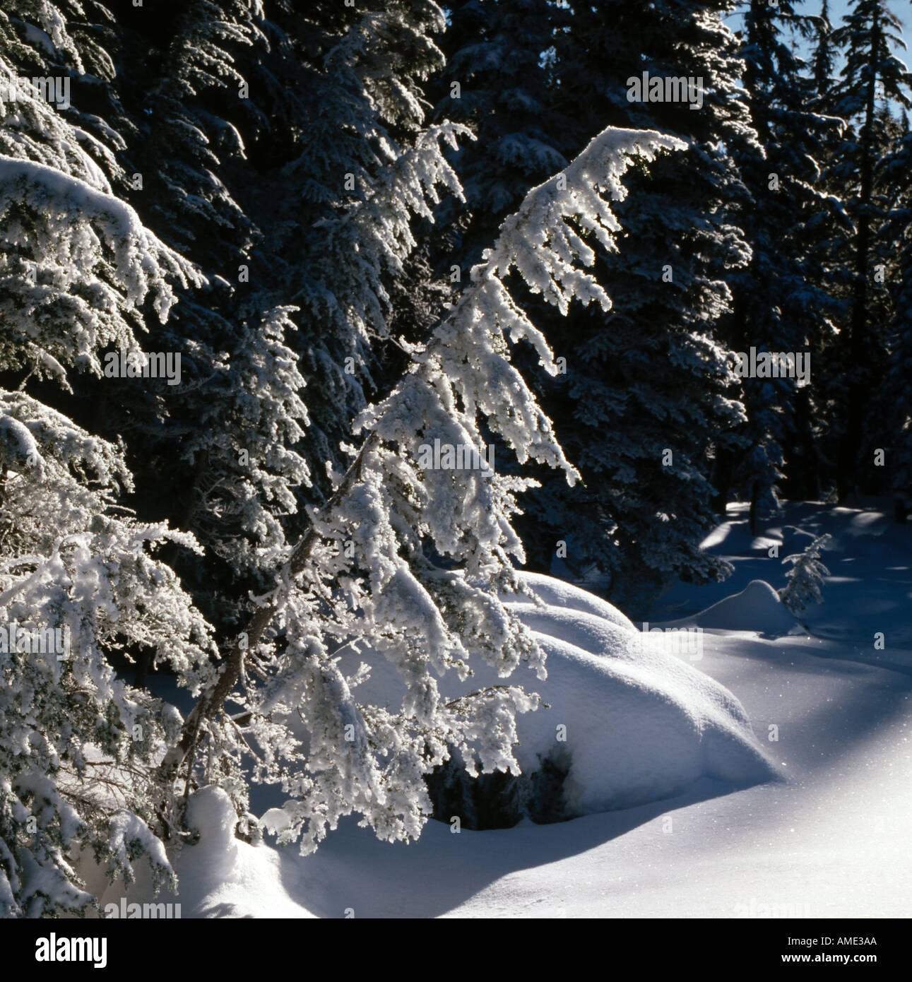 Snowcovered trees bend under the weight of their load in the Cascade ...