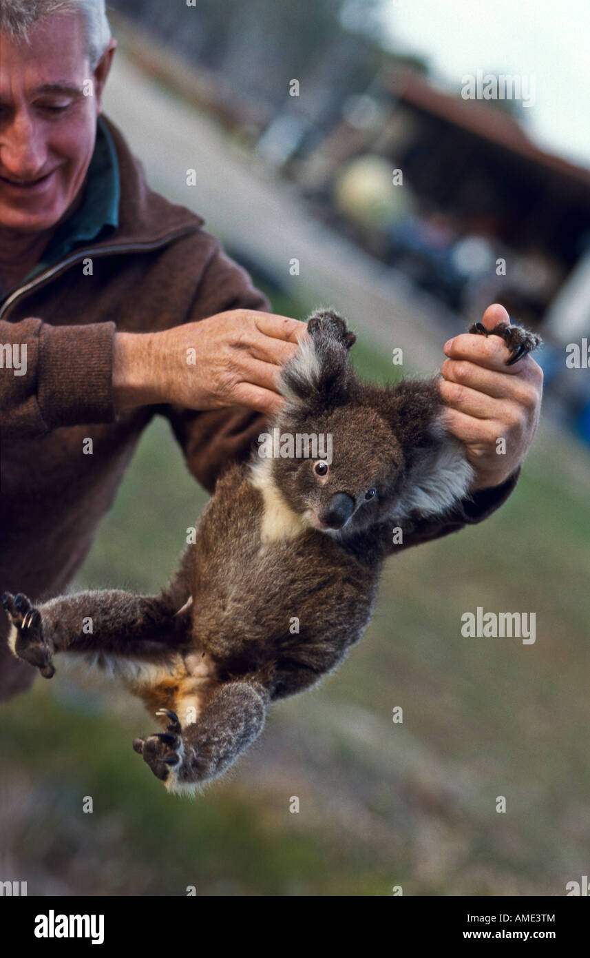 Rescued koala hi-res stock photography and images - Alamy