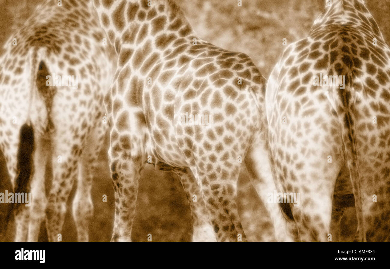 Close-Up of Giraffes Kruger National Park South Africa Stock Photo