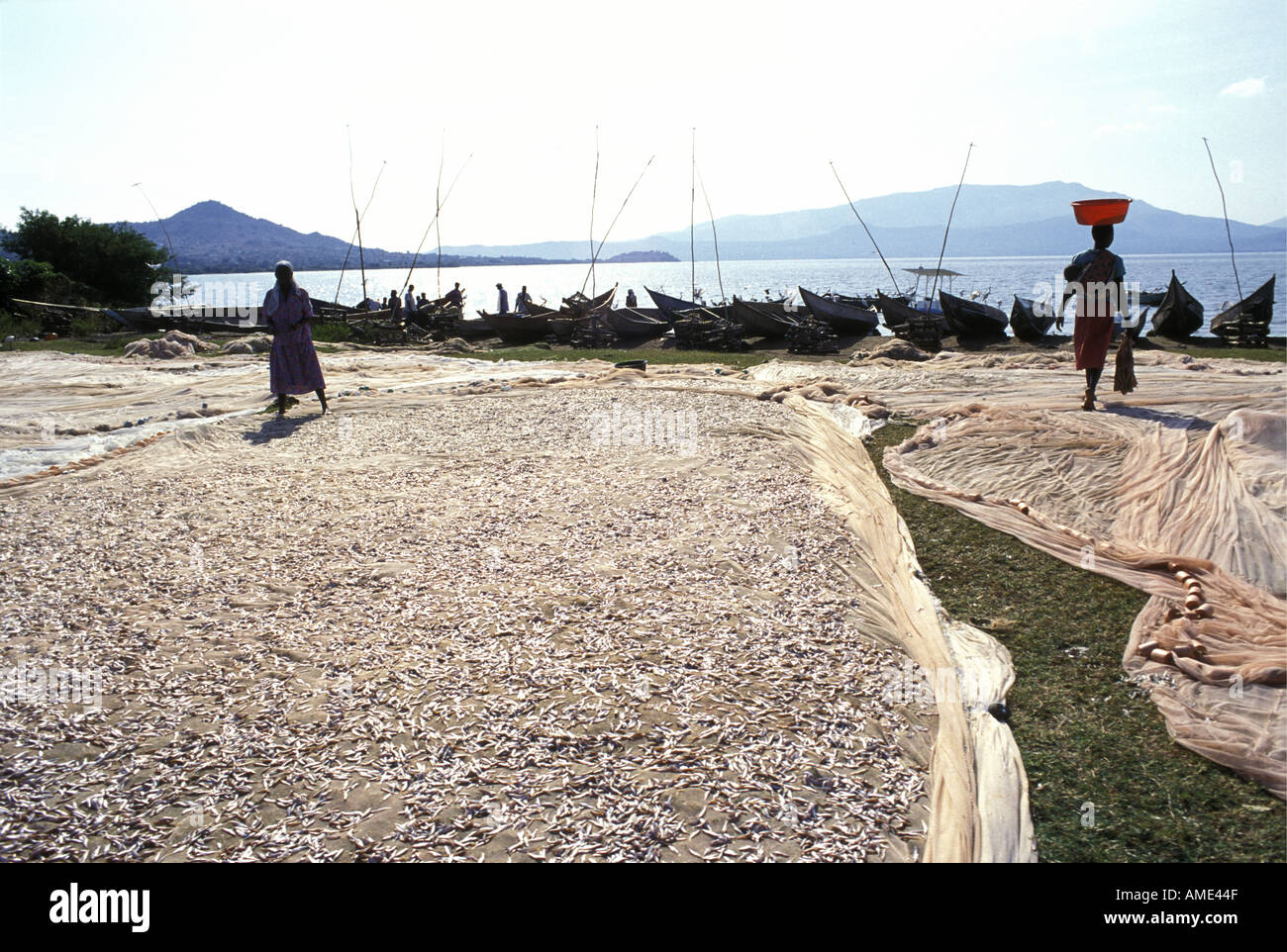 Luo women spread Cichlids to dry Stock Photo