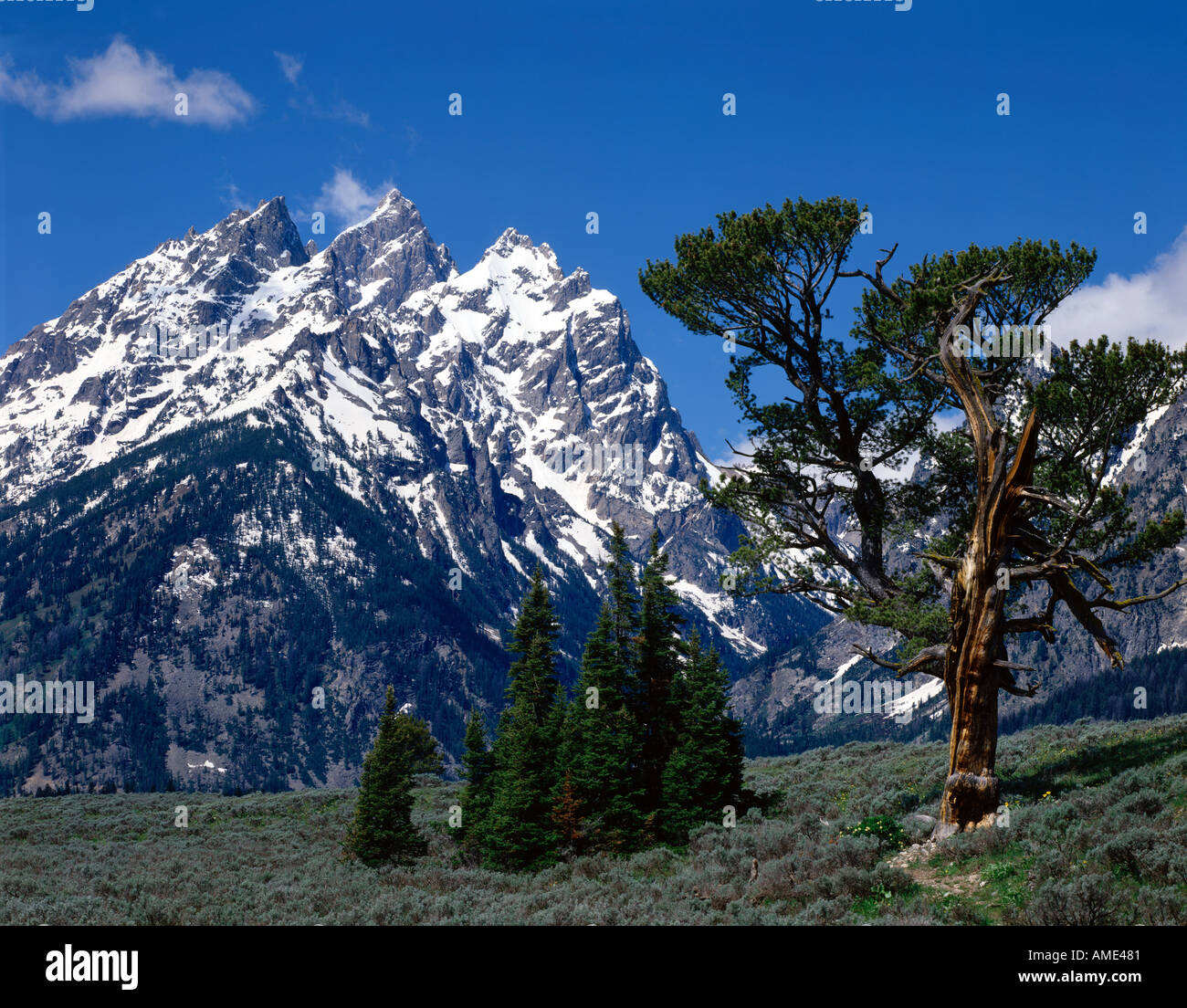 Grand Teton National Park in Wyoming showing the Cathedral view of the peaks framed with an Old Limber Pine tree Stock Photo