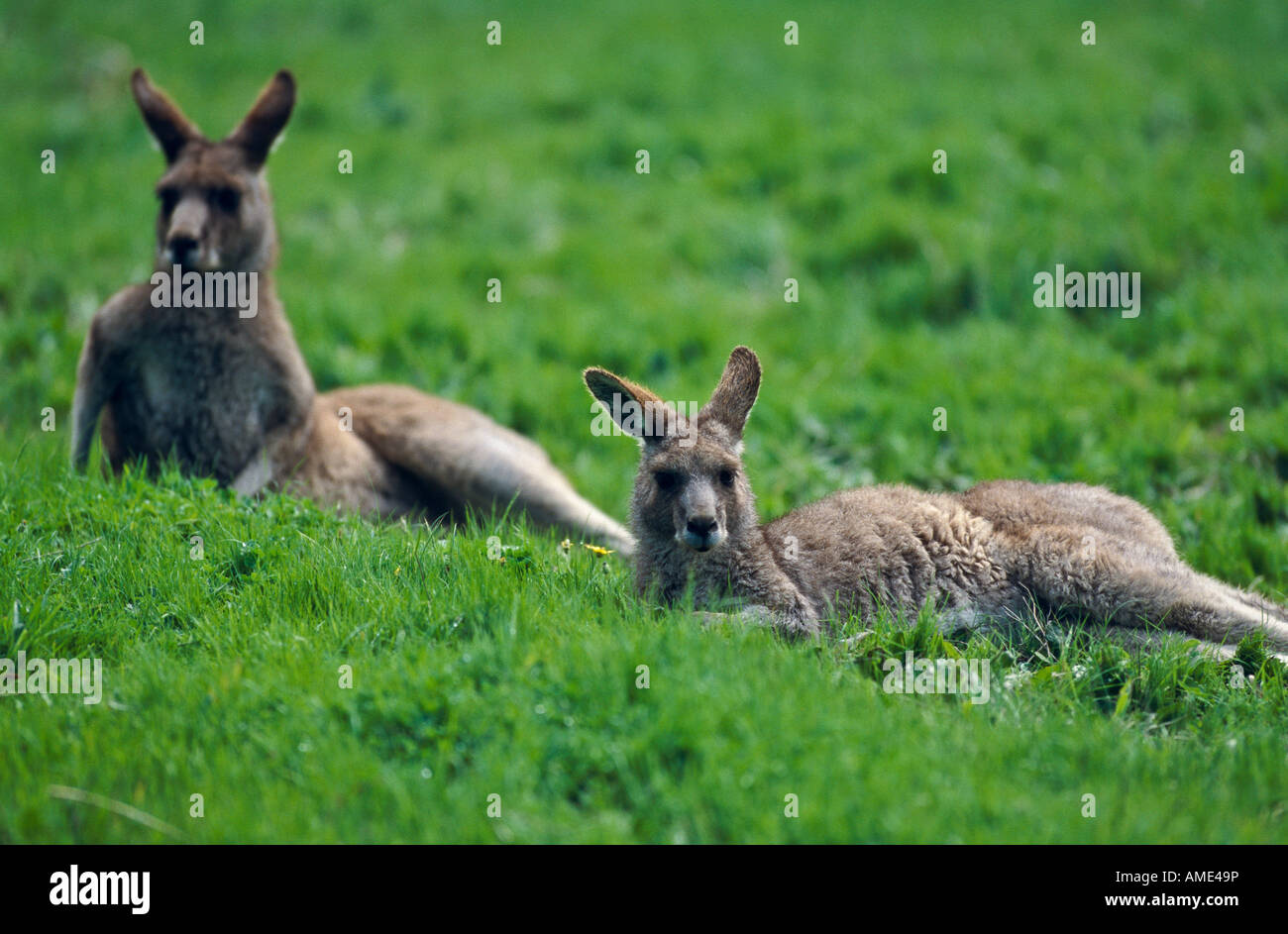 Kangaroos Australia Stock Photo