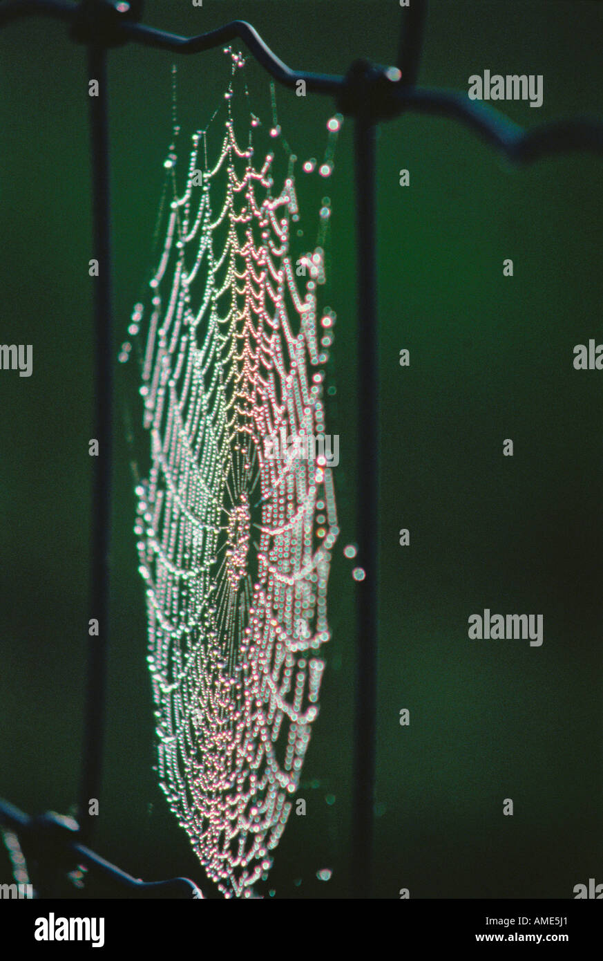 Close-Up of Spider Web Reporoa, North Island New Zealand Stock Photo