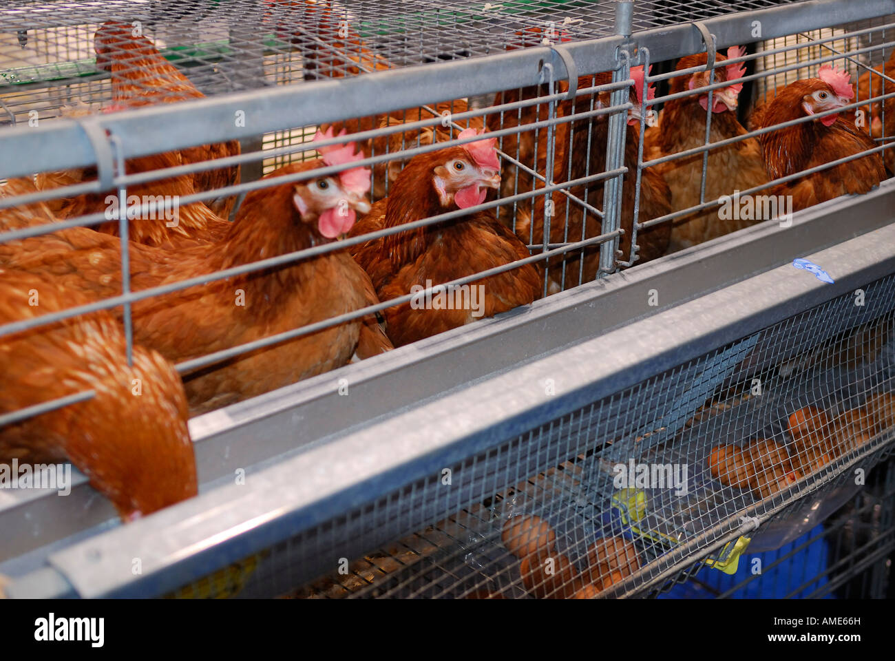 Rhode Island Red hens in cages laying brown eggs Royal Winter Fair