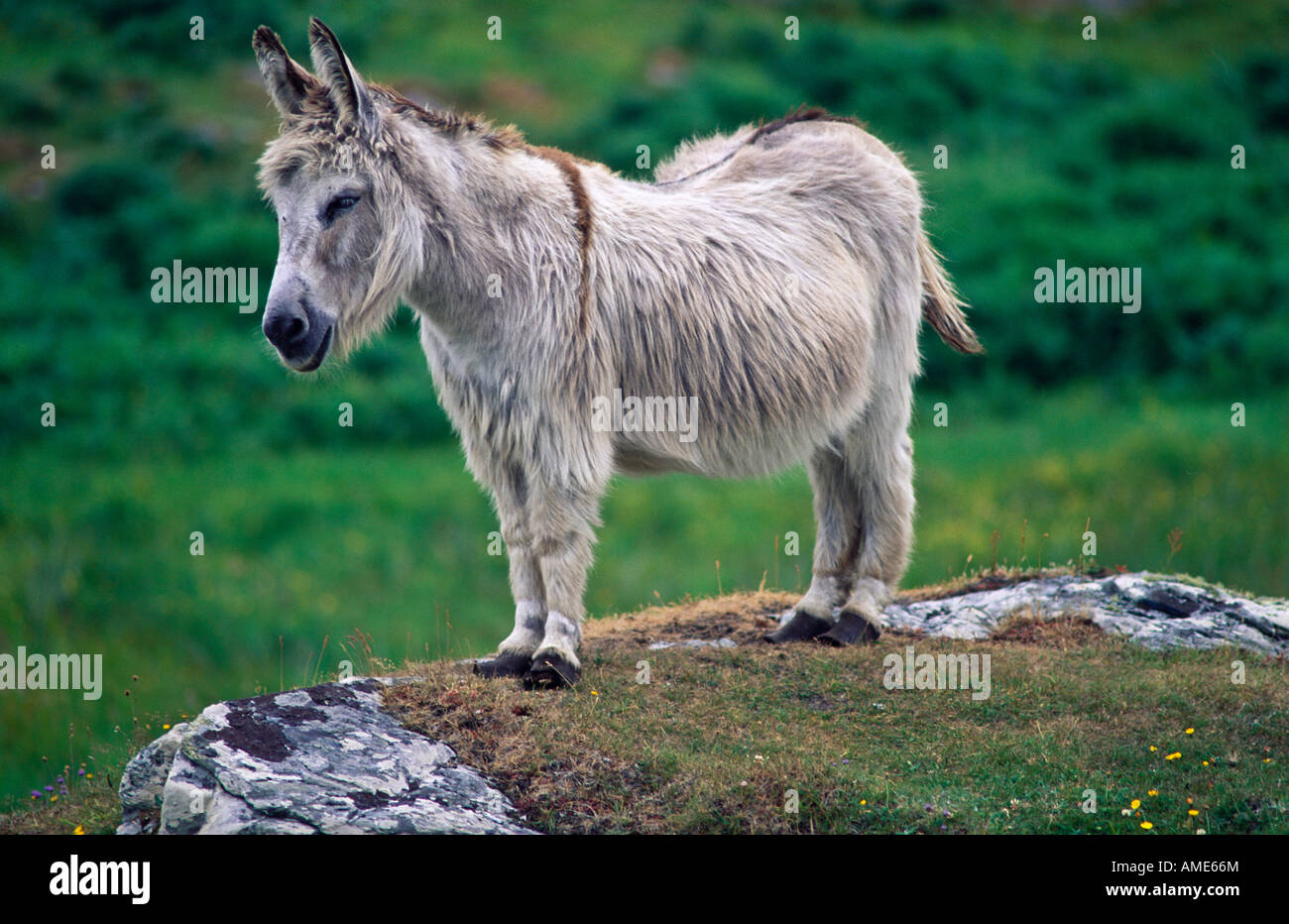 Irish donkey hires stock photography and images Alamy
