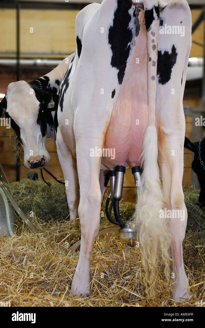 Holstein dairy cow looking back in barn stall being milked by machine Stock Photo