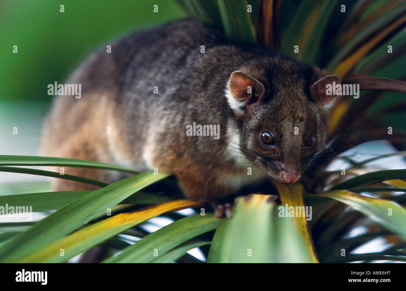 RIngtail possum Australia Stock Photo