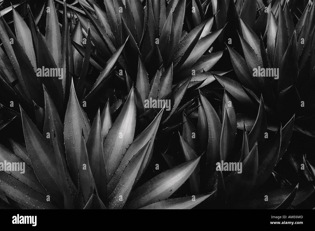 Close-Up of Agave Leaves Stock Photo