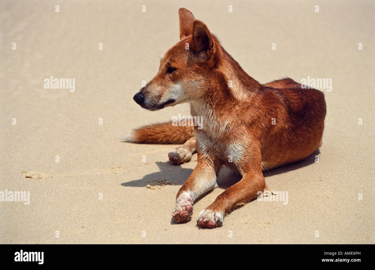 Wild dingo, Australia Stock Photo